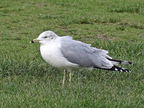 Ring-billed Gull