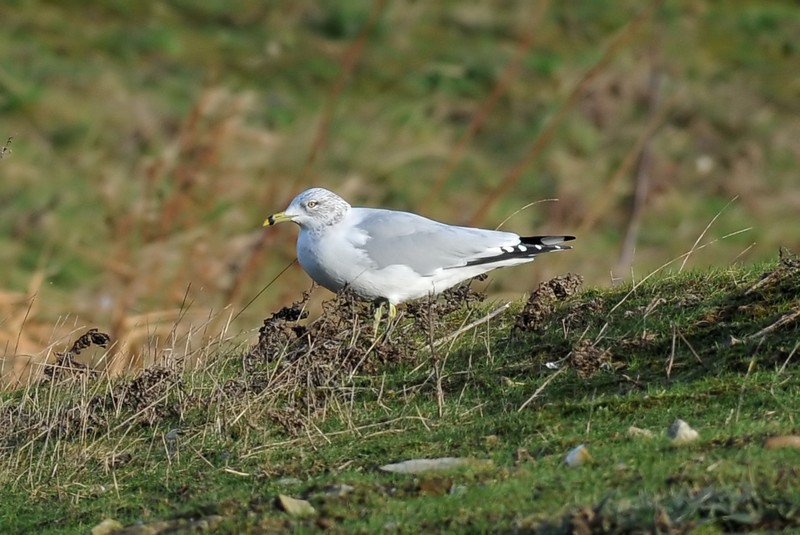 Ring-billed Gull