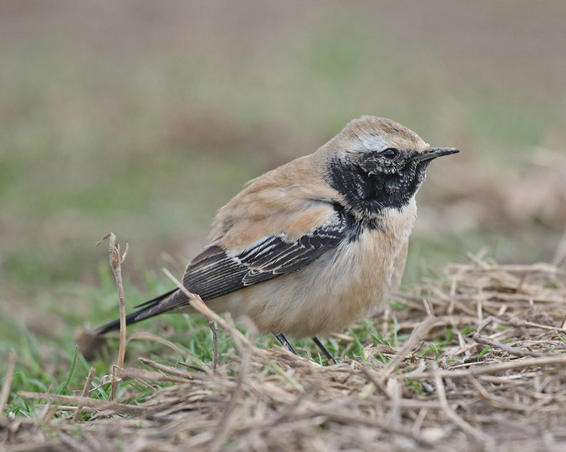 Desert Wheatear