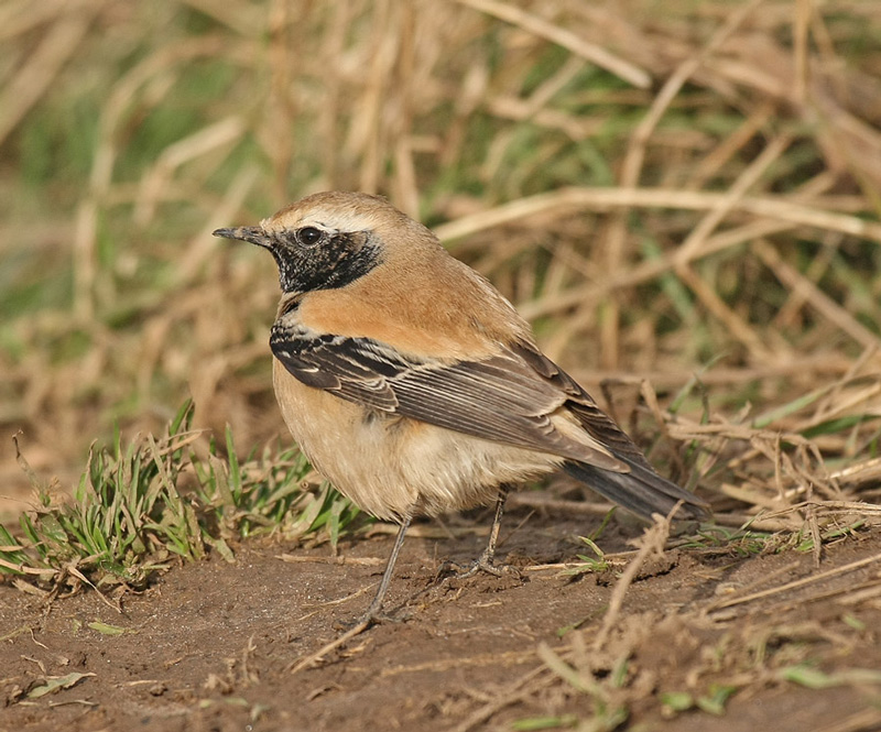Desert Wheatear