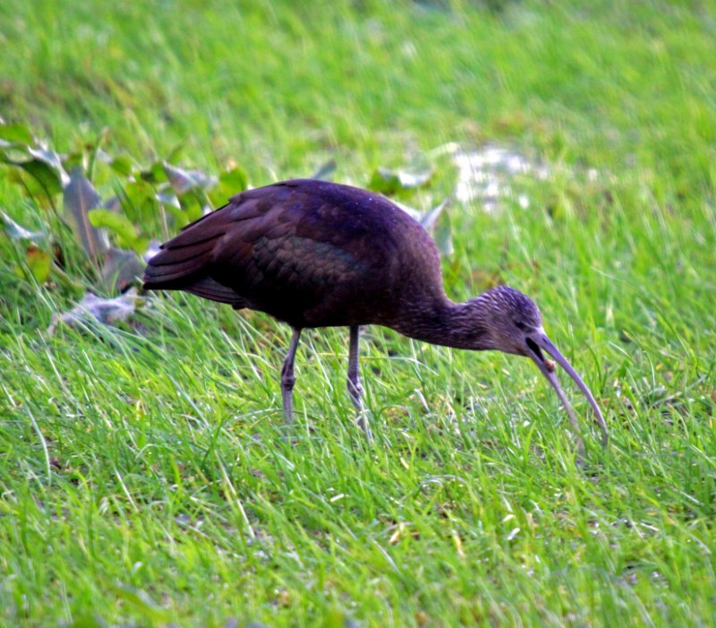 Glossy Ibis