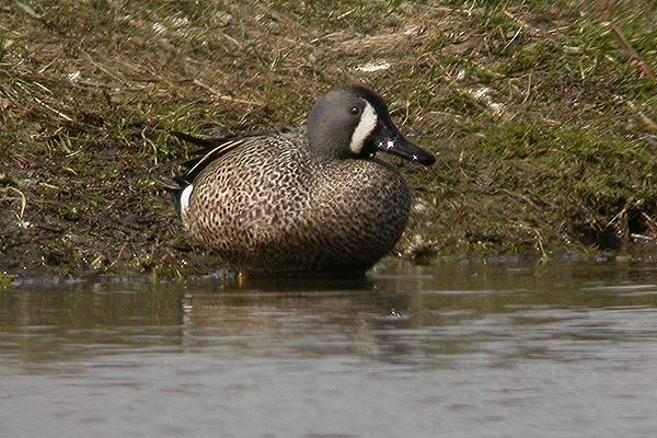 Blue-winged Teal