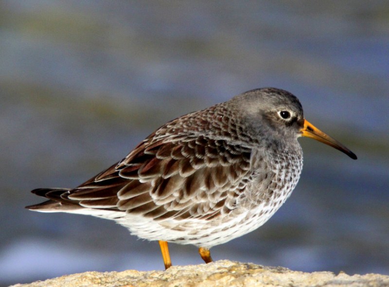 Purple Sandpiper