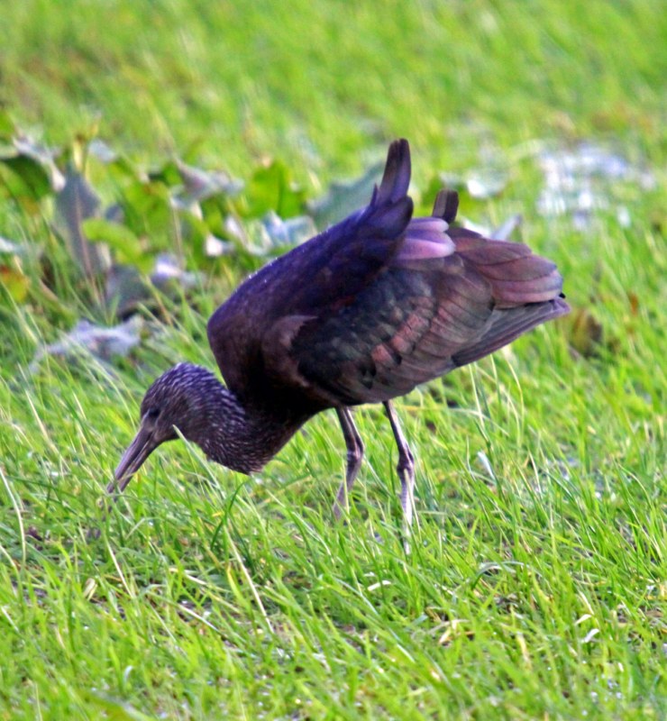 Glossy Ibis