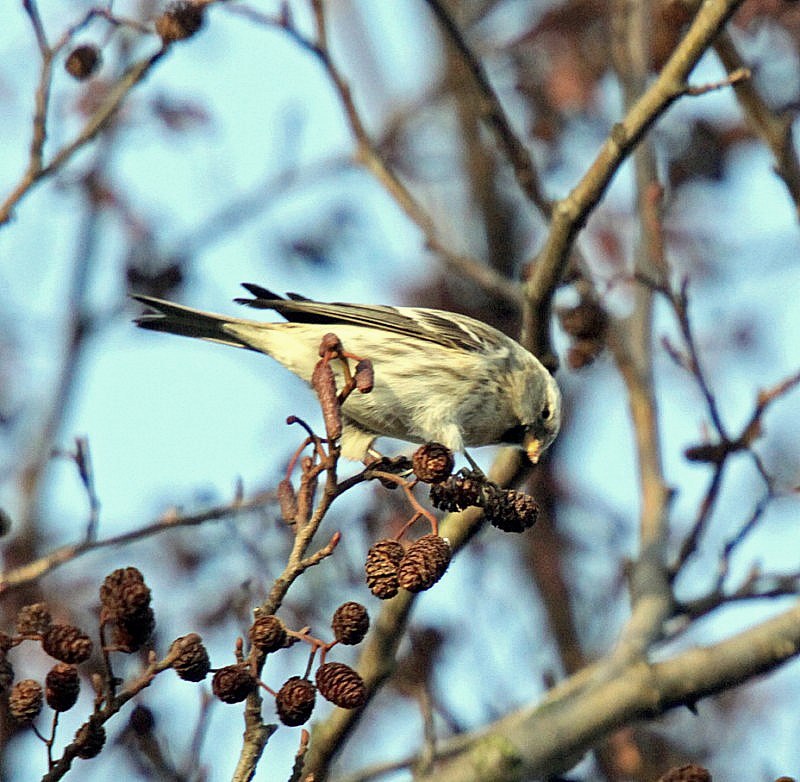 Coues's Arctic Redpoll