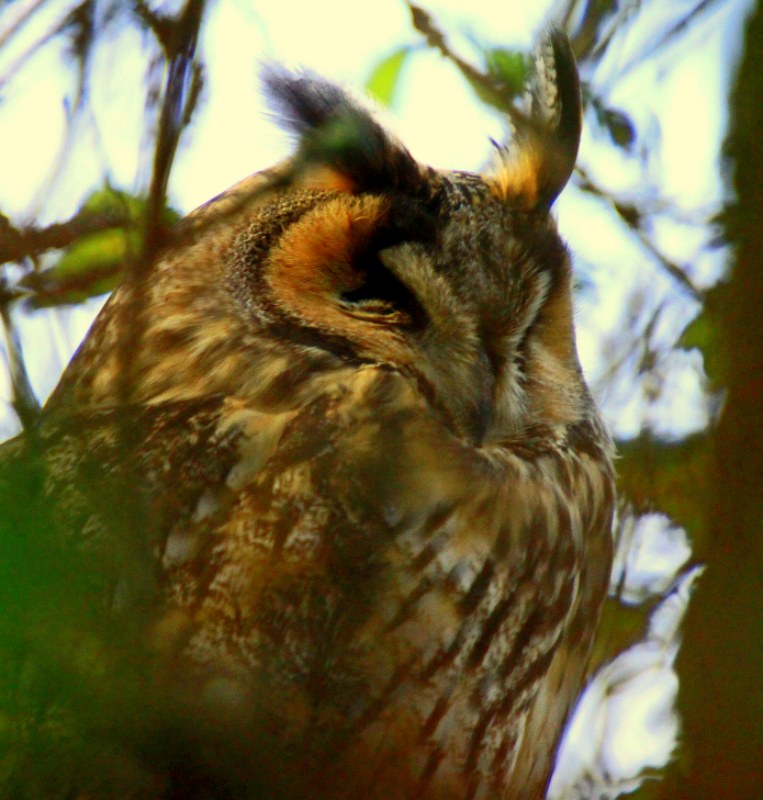 Long-eared Owl
