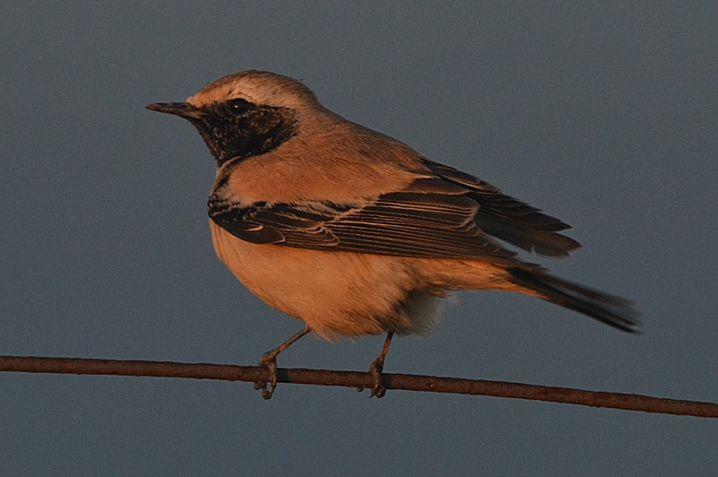 Desert Wheatear