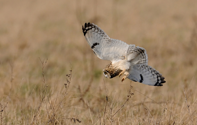 Short-eared Owl
