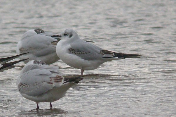 Bonaparte's Gull