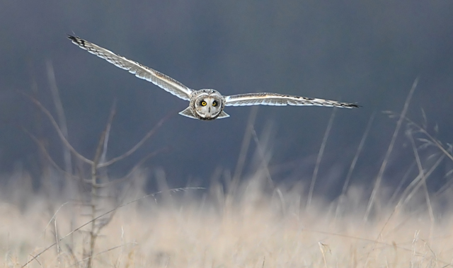 Short-eared Owl