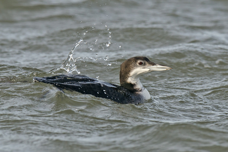 Great Northern Diver