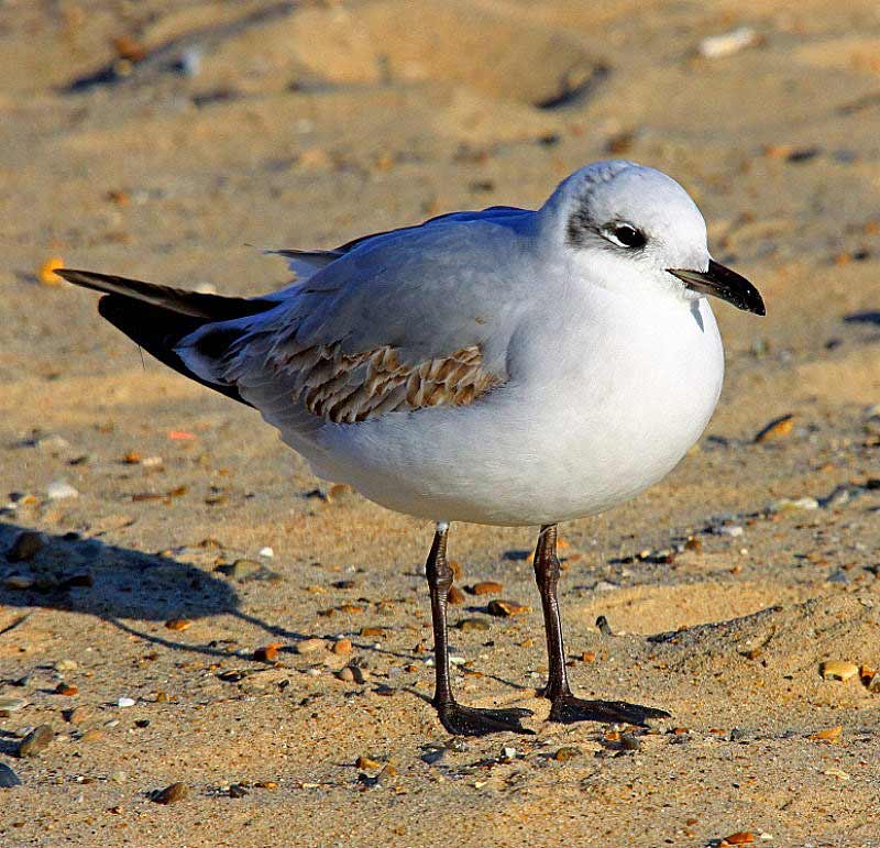 Mediterranean Gull