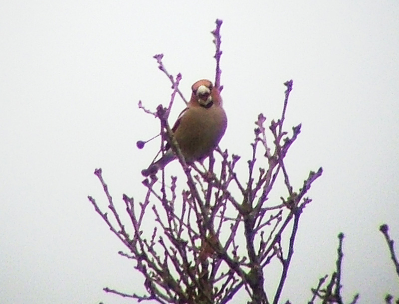 Hawfinch