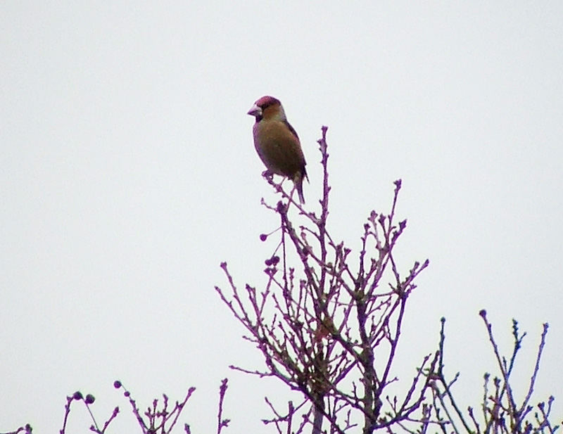 Hawfinch