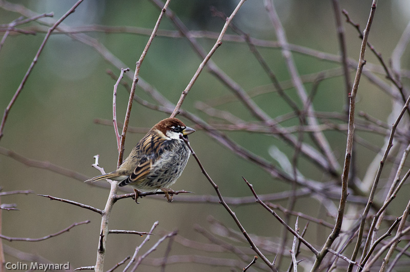 Spanish Sparrow