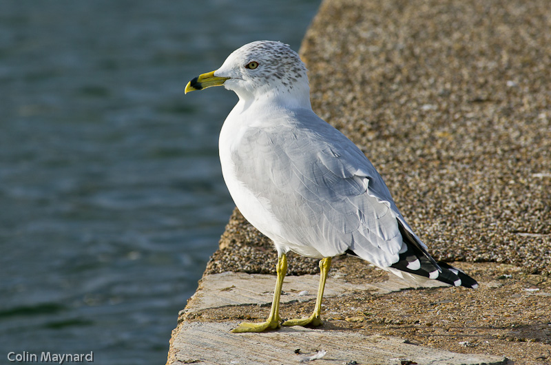 Ring-billed Gull