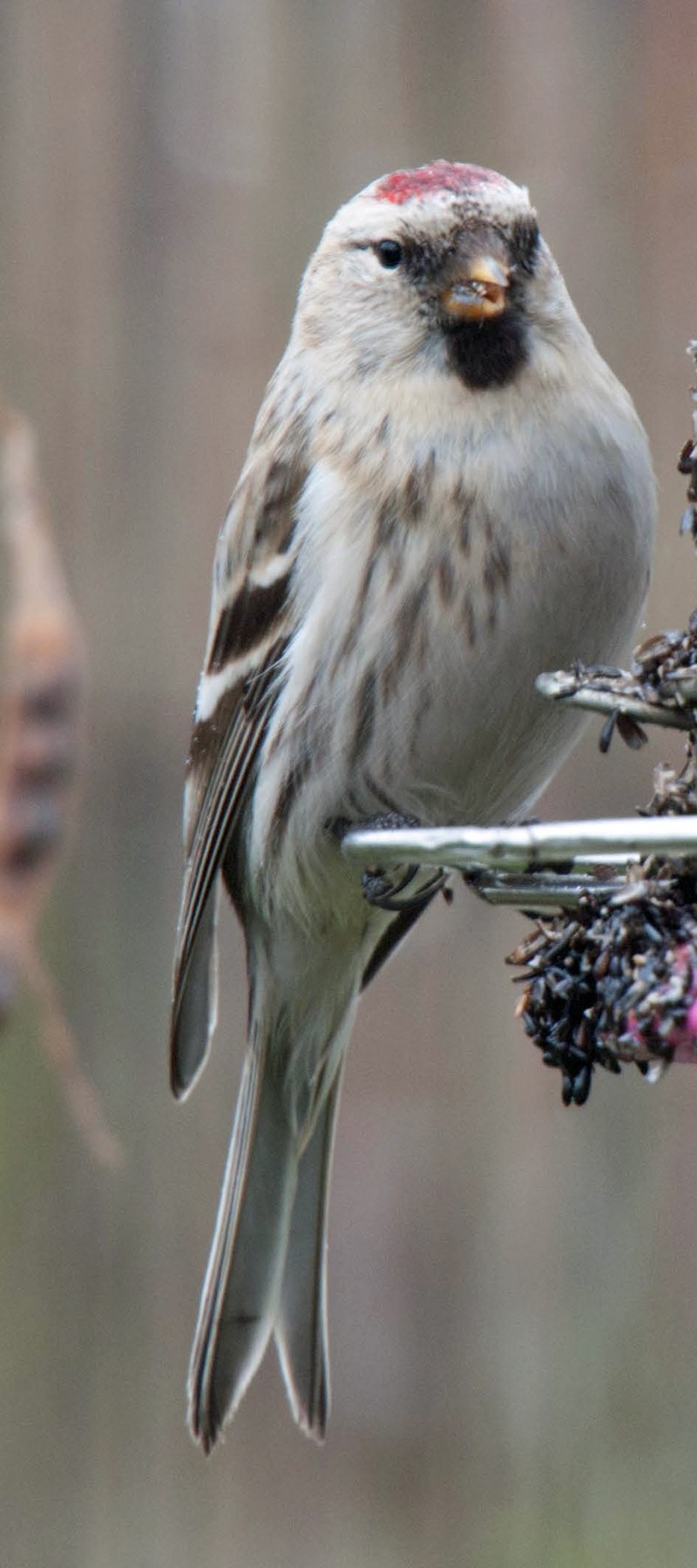 Coues's Arctic Redpoll