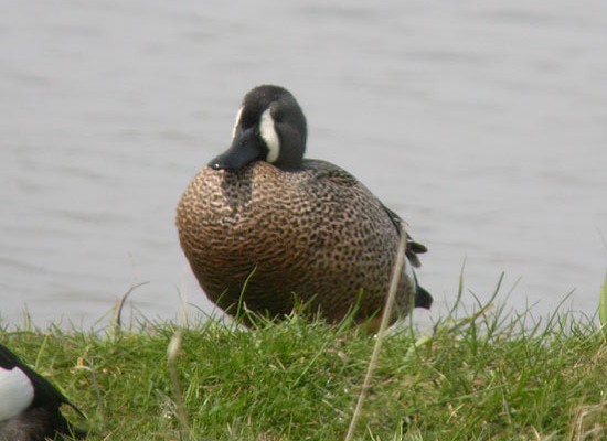 Blue-winged Teal