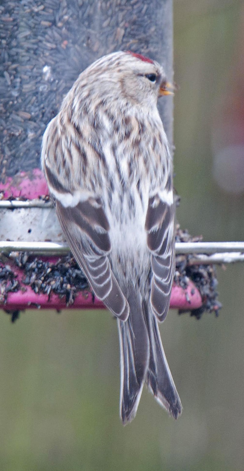 Coues's Arctic Redpoll