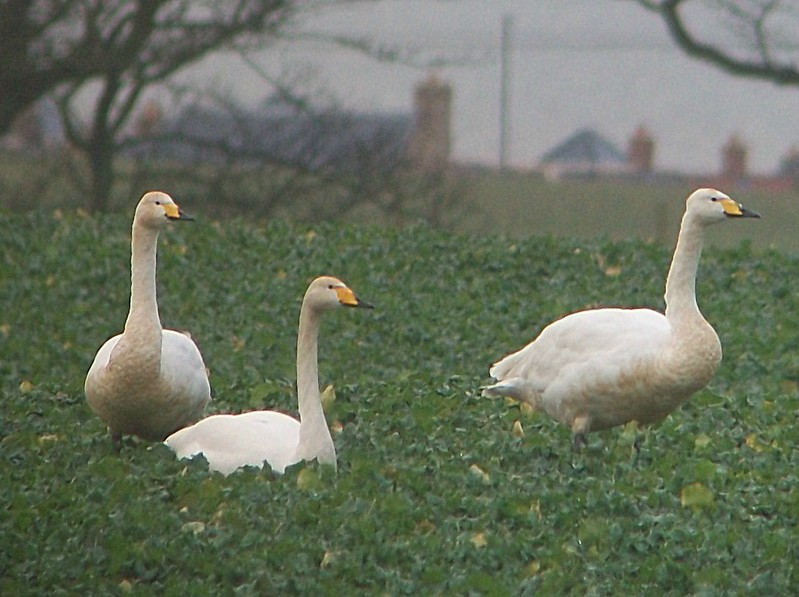 Whooper Swan