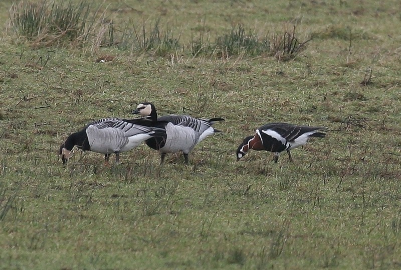 Red-breasted Goose