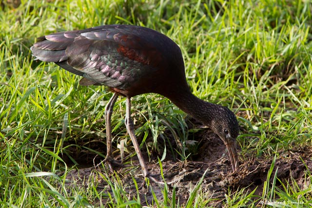 Glossy Ibis