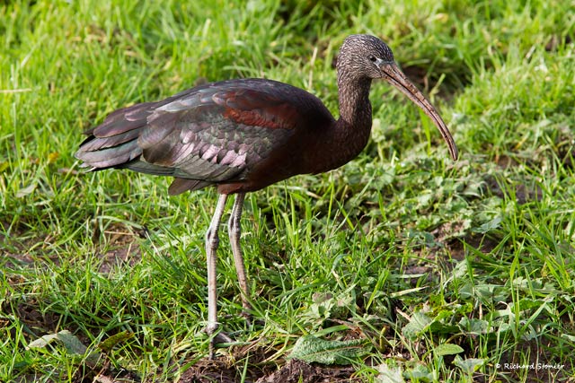 Glossy Ibis