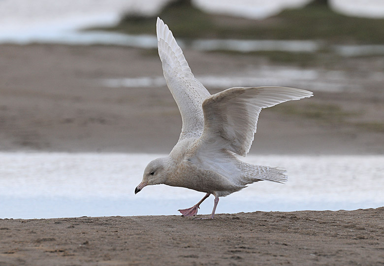 Glaucous Gull