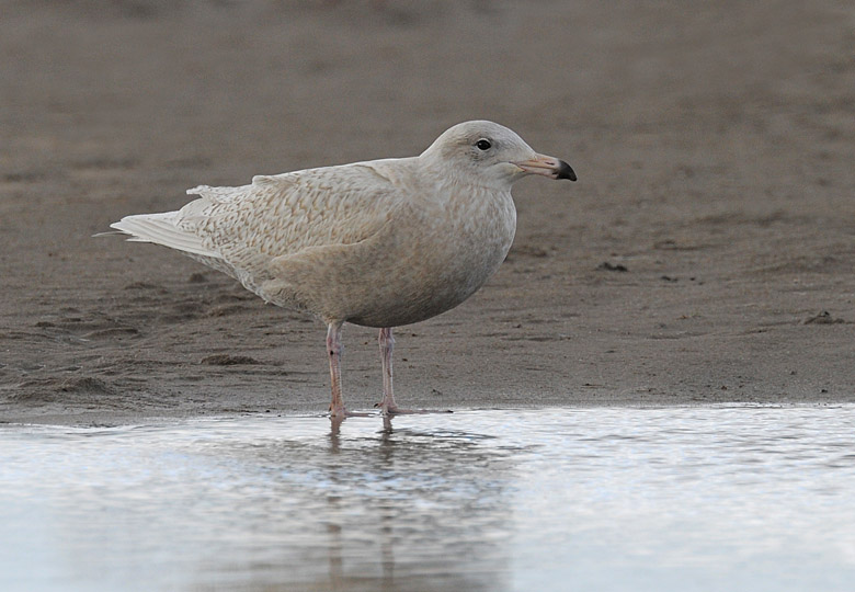 Glaucous Gull