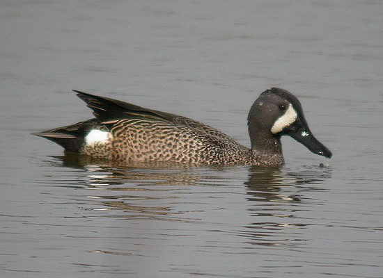 Blue-winged Teal
