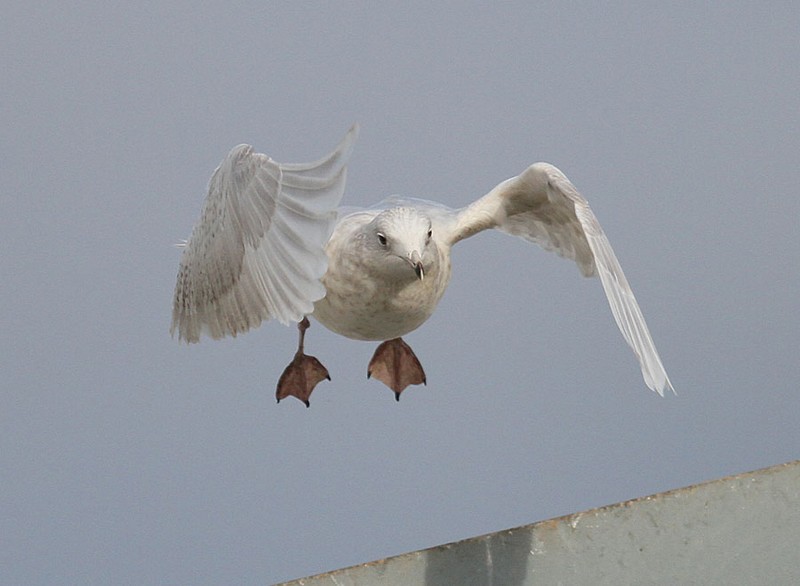 Iceland Gull