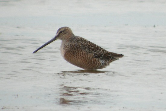 Long-billed Dowitcher