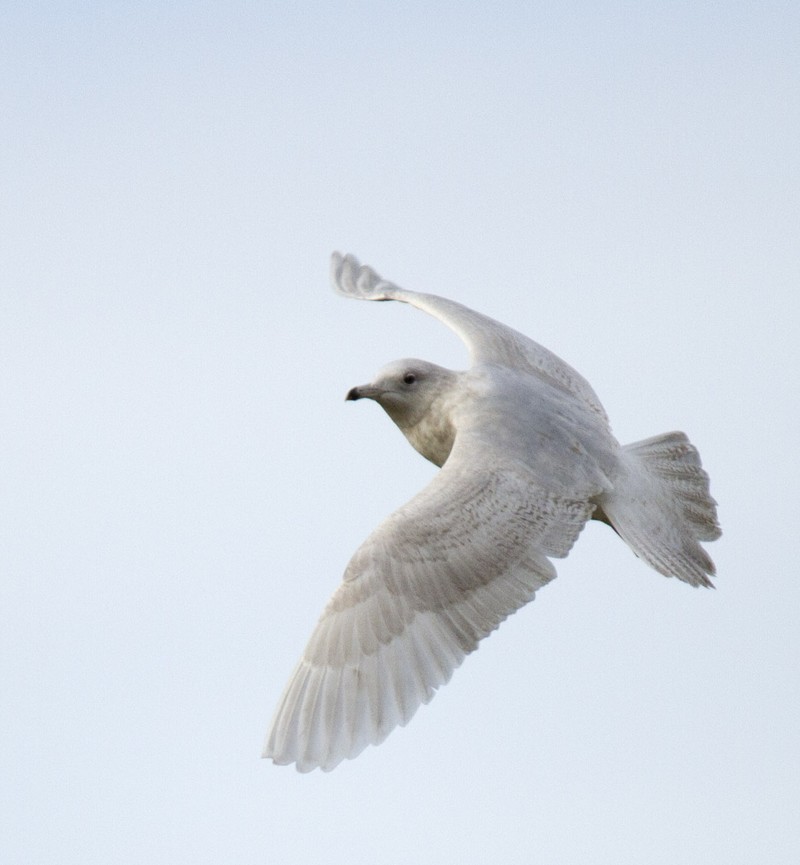 Iceland Gull
