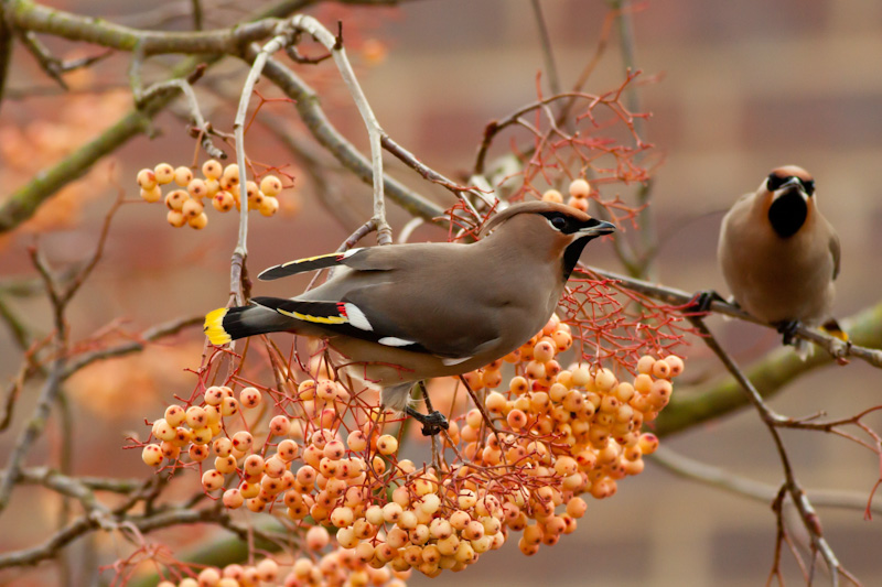 Waxwing