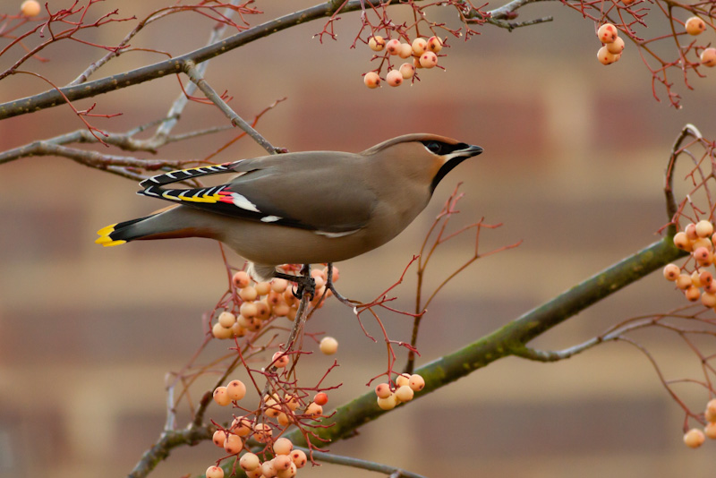 Waxwing