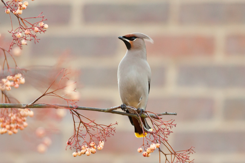 Waxwing
