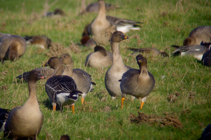 Tundra Bean Goose