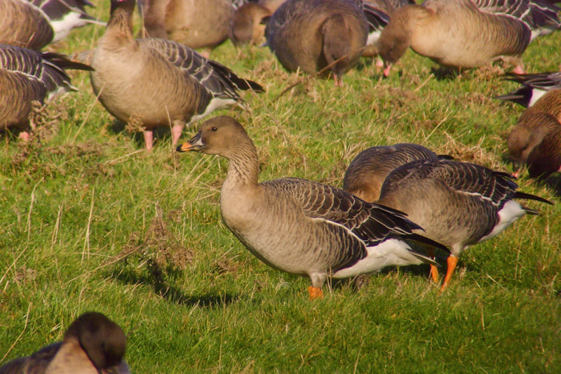 Tundra Bean Goose