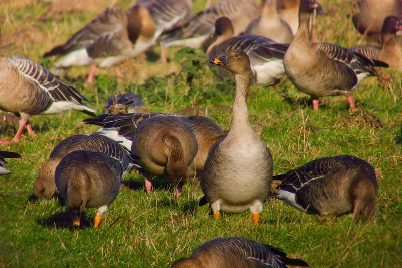 Tundra Bean Goose