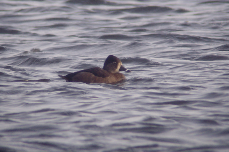 Ring-necked Duck