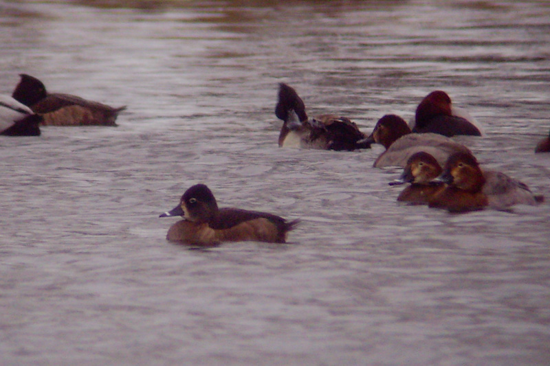 Ring-necked Duck