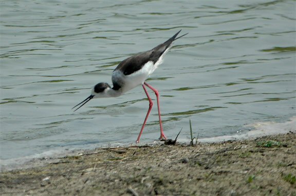 Black-winged Stilt
