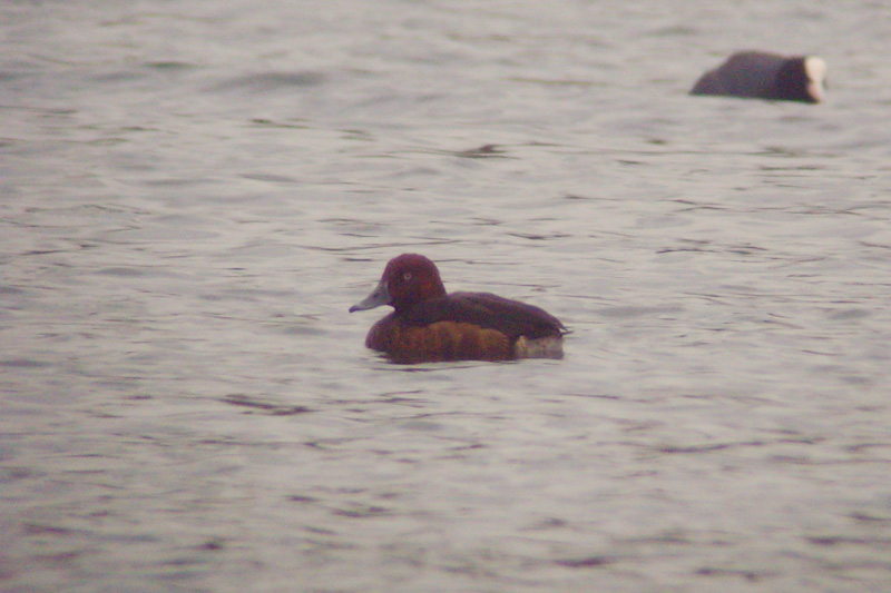 Ferruginous Duck