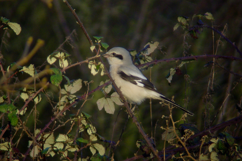 Great Grey Shrike