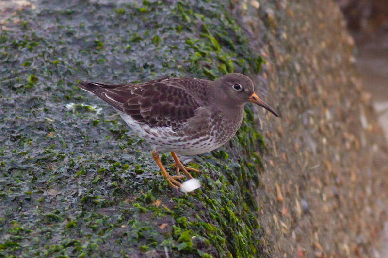 Purple Sandpiper