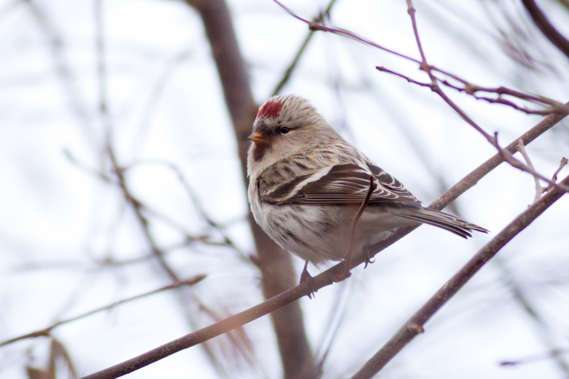 Coues's Arctic Redpoll