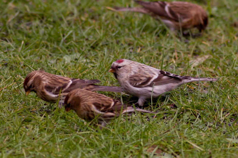 Coues's Arctic Redpoll