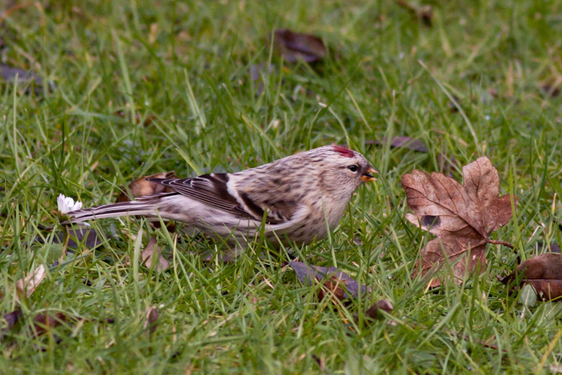 Coues's Arctic Redpoll