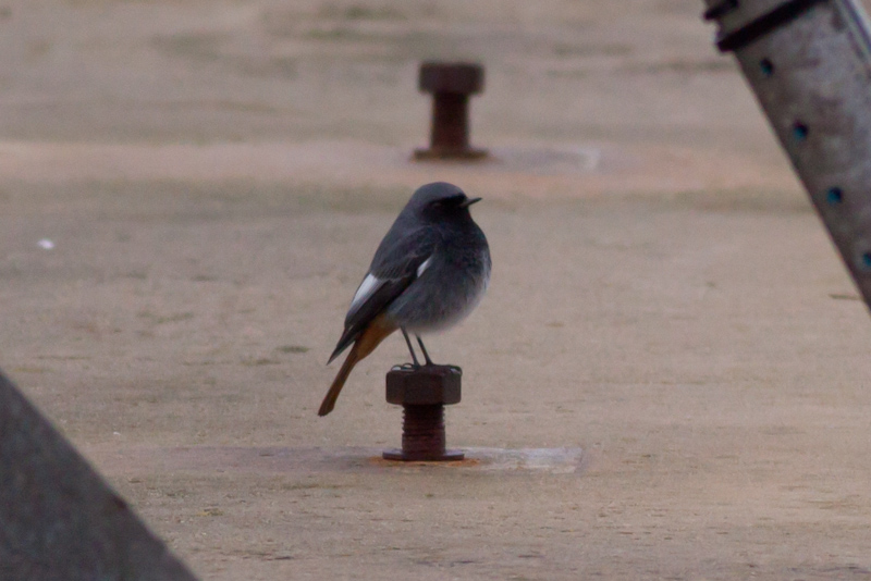 Black Redstart