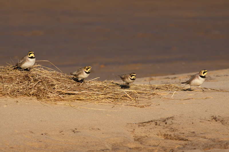 Shorelark